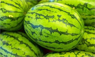 这月吃瓜的季节,本月吃瓜指南