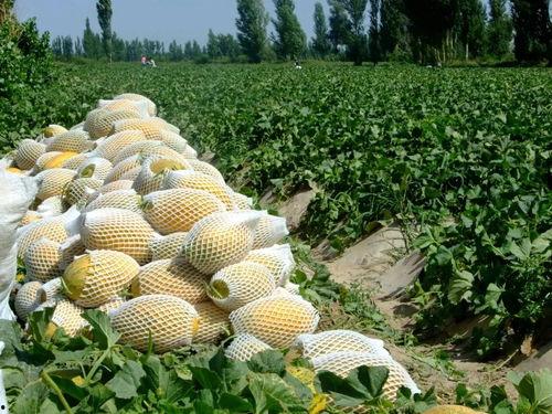 吃瓜县,一场全民参与的乡村盛宴