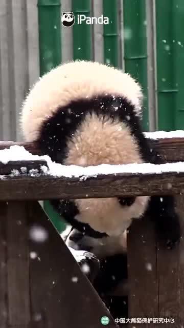 吃瓜小熊理工,揭秘科技圈那些事儿