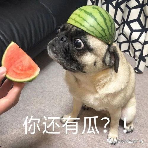 小野吃瓜表情包,趣味横生的网络文化现象