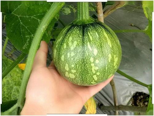 吃瓜的小笛子,网络红人的崛起与影响力