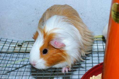 豚鼠可以吃蜜瓜不,探索无糖水果的新宠